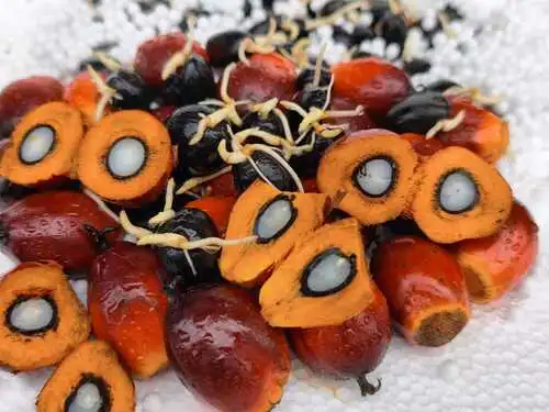 Frutos de palma de aceite cortados mostrando el mesocarpio y la almendra