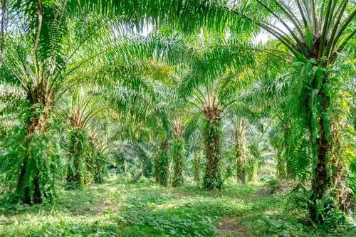 Interior de una plantación de palma de aceite