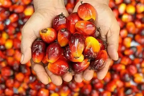 Manos de un productor sosteniendo frutos frescos de palma